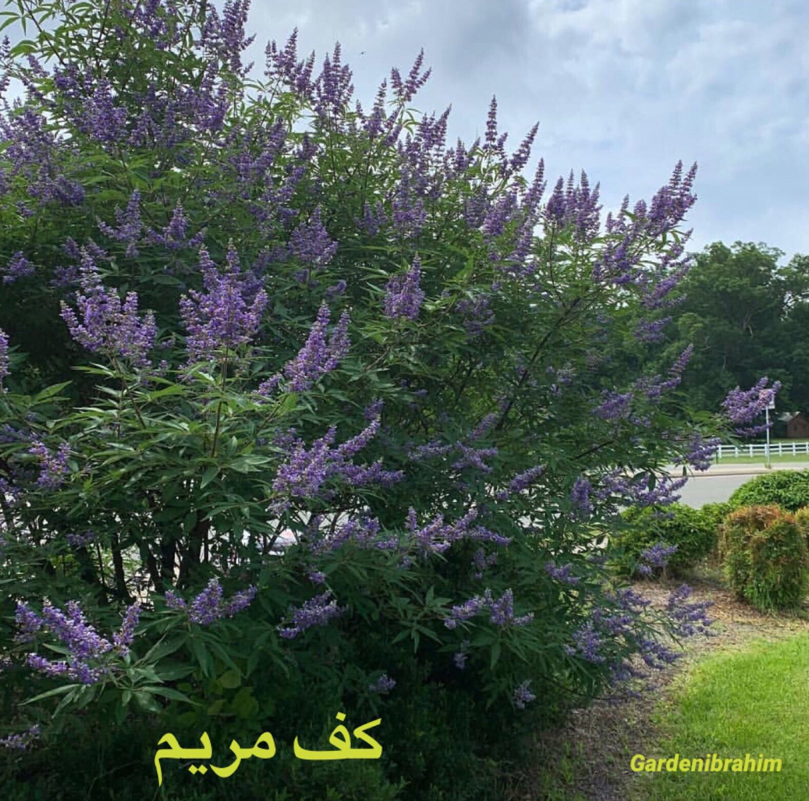 وايتاكس فيتكس Vitex Agnus Castus