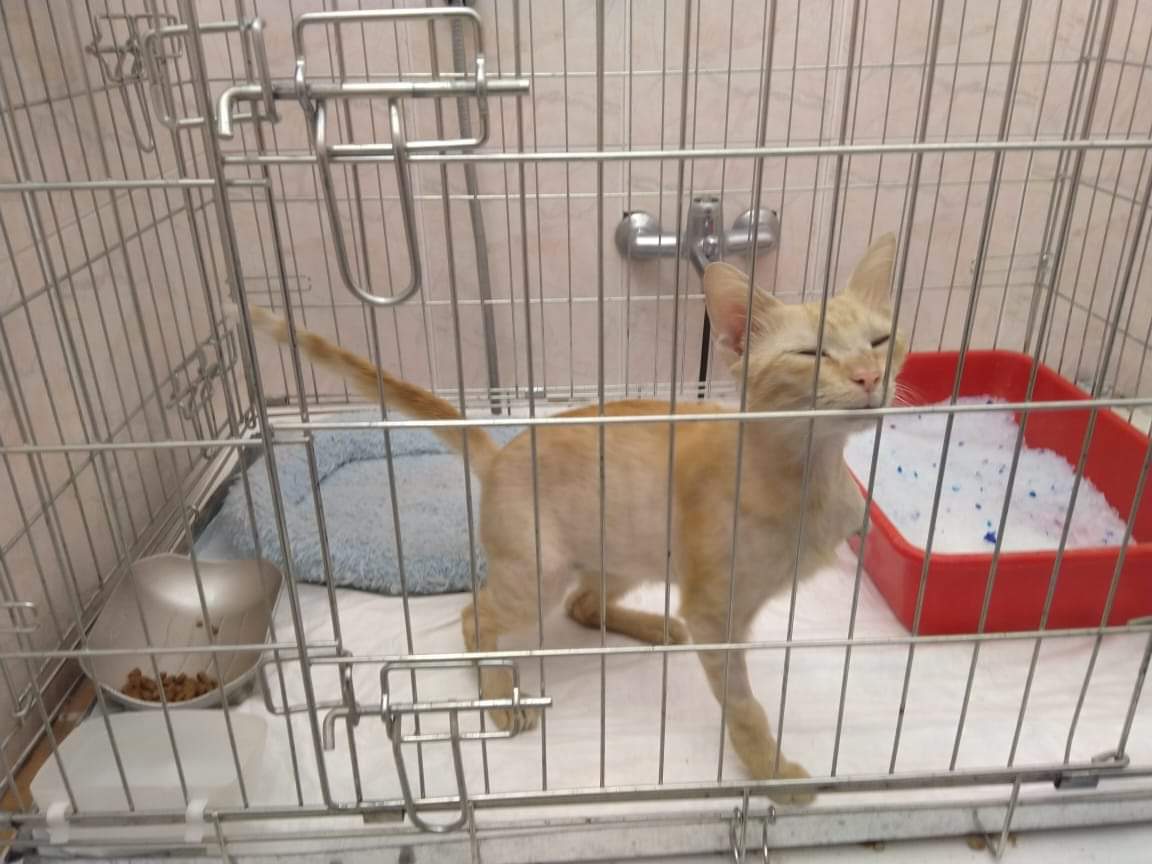 FlyingCats_eV's tweet photo. Noch ein wenig wackelig steht unser #Notfell Rodi nun nach der OP auf drei Beinen. Sie hat alles gut überstanden und wurde auch kastriert.
Wer möchte ihr ein #Zuhause geben in ein paar Wochen? Rodi ist etwa 3 Monate und total lieb ❤
Kontakt: andreawegner@online.de https://t.co/nH0tqCSpEH