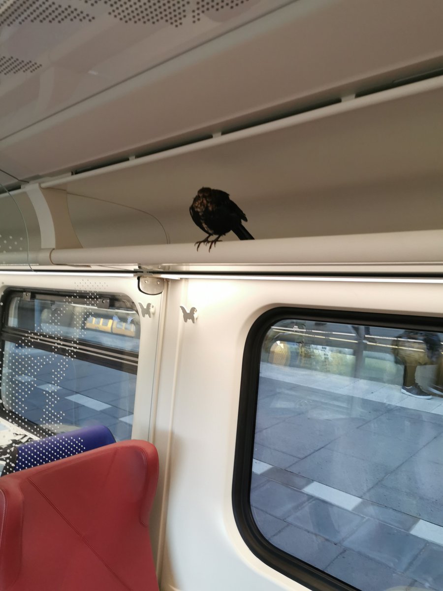 juliadraaisma's tweet photo. @NS_online zouden vogels ook een kaartje moeten kopen? https://t.co/nSRI0BlUhv