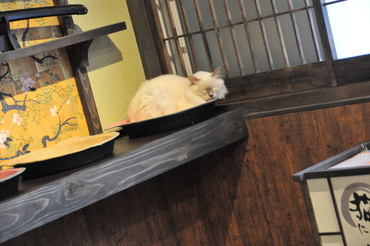 猫カフェ きゃりこ いい男は花が似合う 琥珀くん 撮影後すぐにいつもの寝床に戻っていきました ギャップです 猫カフェきゃりこ 新宿