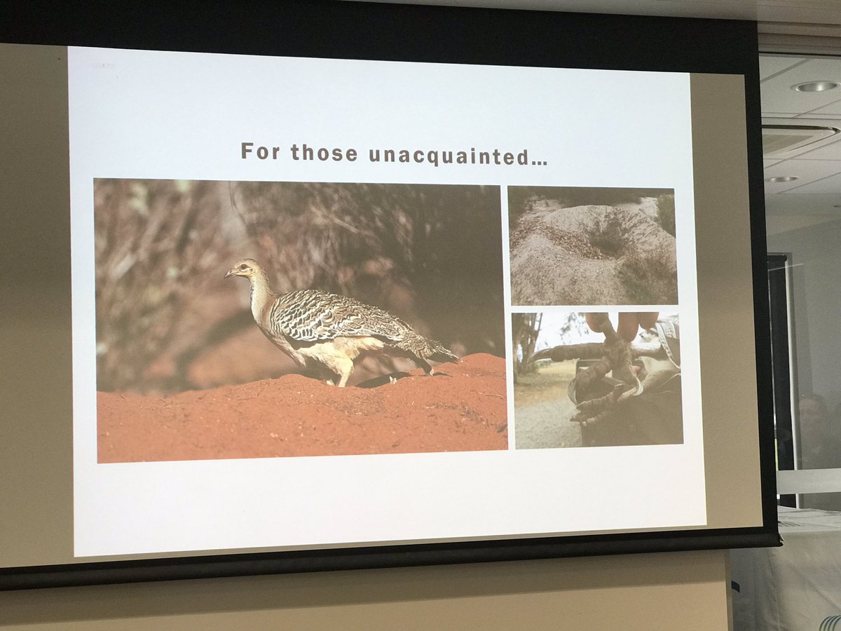 RichardMcLellan's tweet photo. Malleefowl conservation a priority species for @BushHeritageAus at Charles Darwin Reserve - @WillHansenBHA presenting at the 2019 WA Threatened Species Forum. #TSforumWA https://t.co/SznmjESGs8