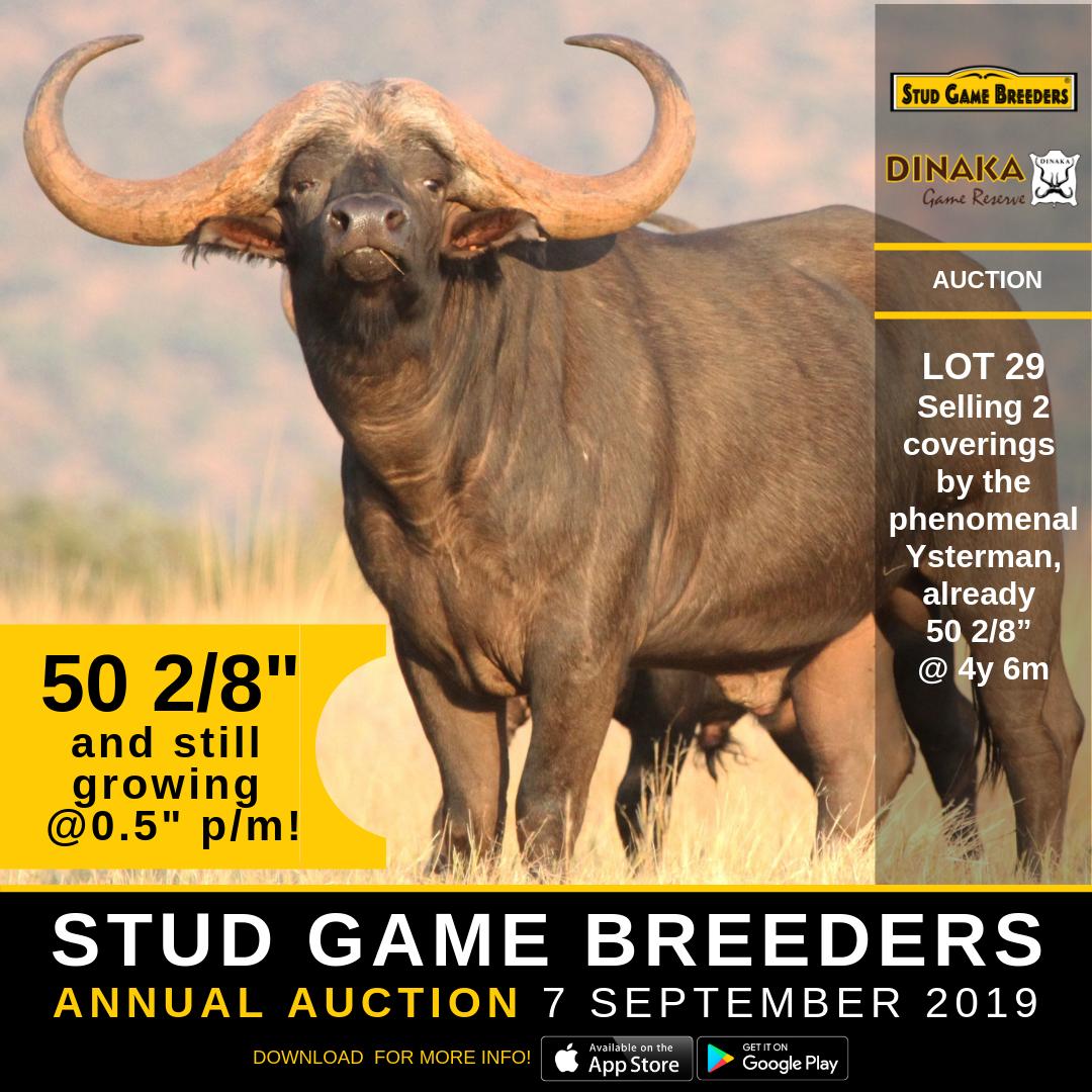 Stud Game Breeders tweet media