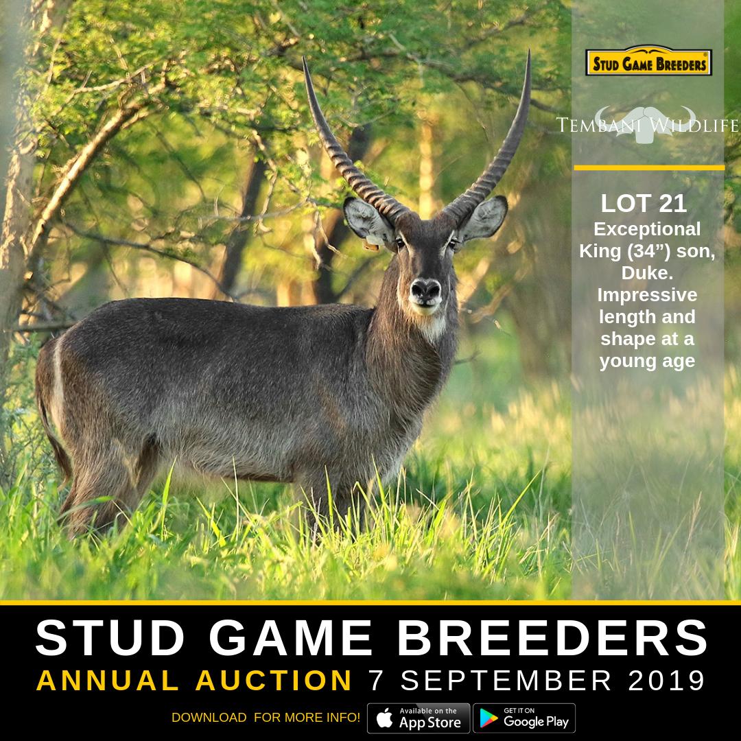 Stud Game Breeders tweet media