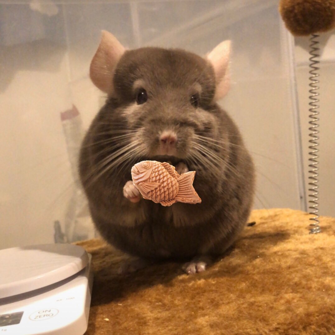 たい焼き食べたい(飼い主が #chinchilla #チンチラ #ブラウンエボニー