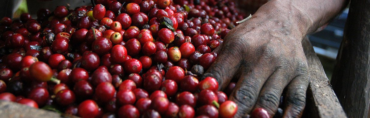 ScanomatUK's tweet photo. Did you know…all of our #AmokkaCoffee range is roasted in-house at our #Amokka Coffee Roastery in #Denmark? Find out more: https://t.co/iakm1vWYnj #PremiumCoffee #SpecialtyCoffee #CoffeeReimagined https://t.co/b7HLWnpJwX