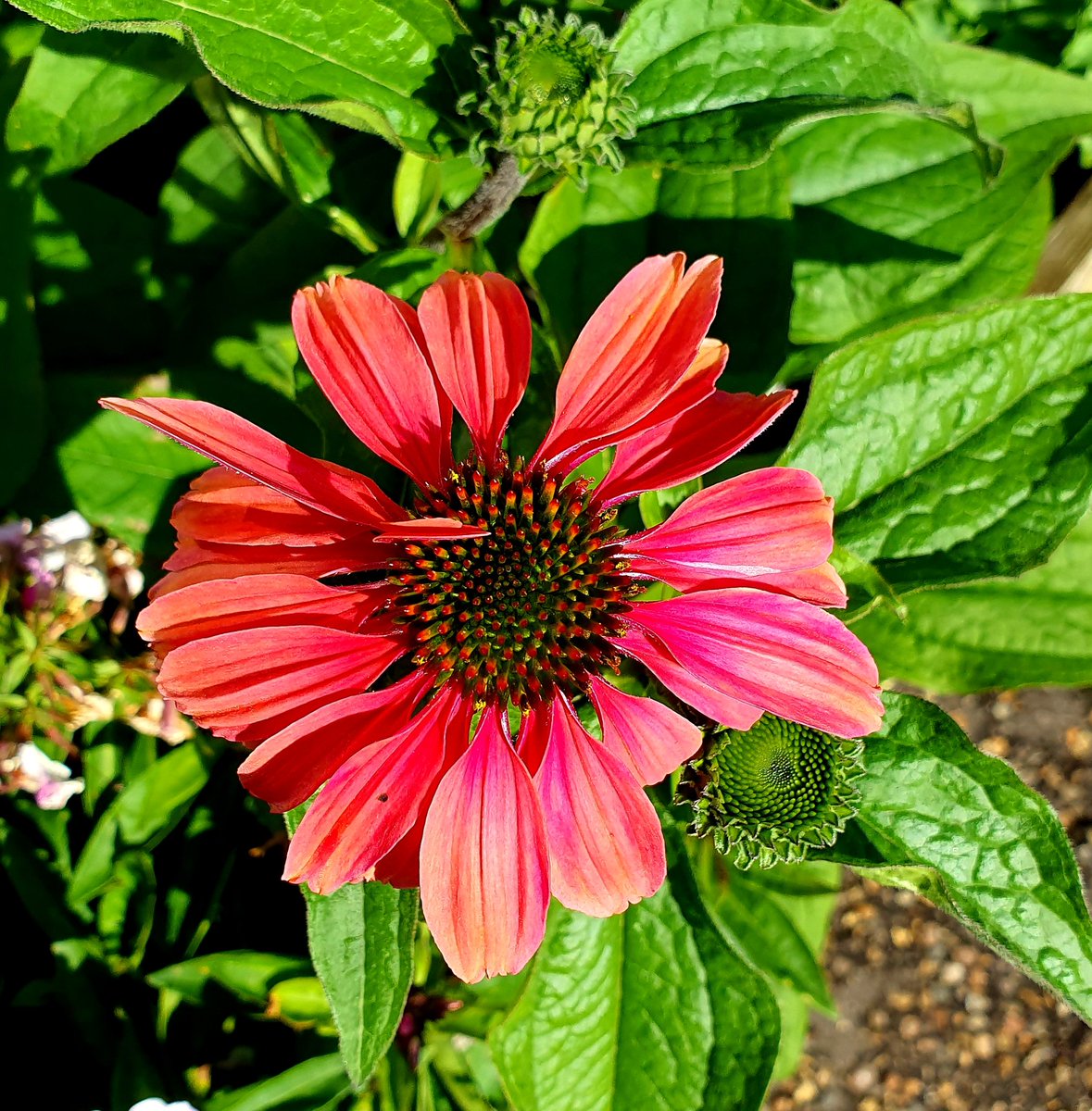 MealesCoffee's tweet photo. Lots of great plants available.
Find us on the A149 near Stalham https://t.co/uKaRvZPWyB
