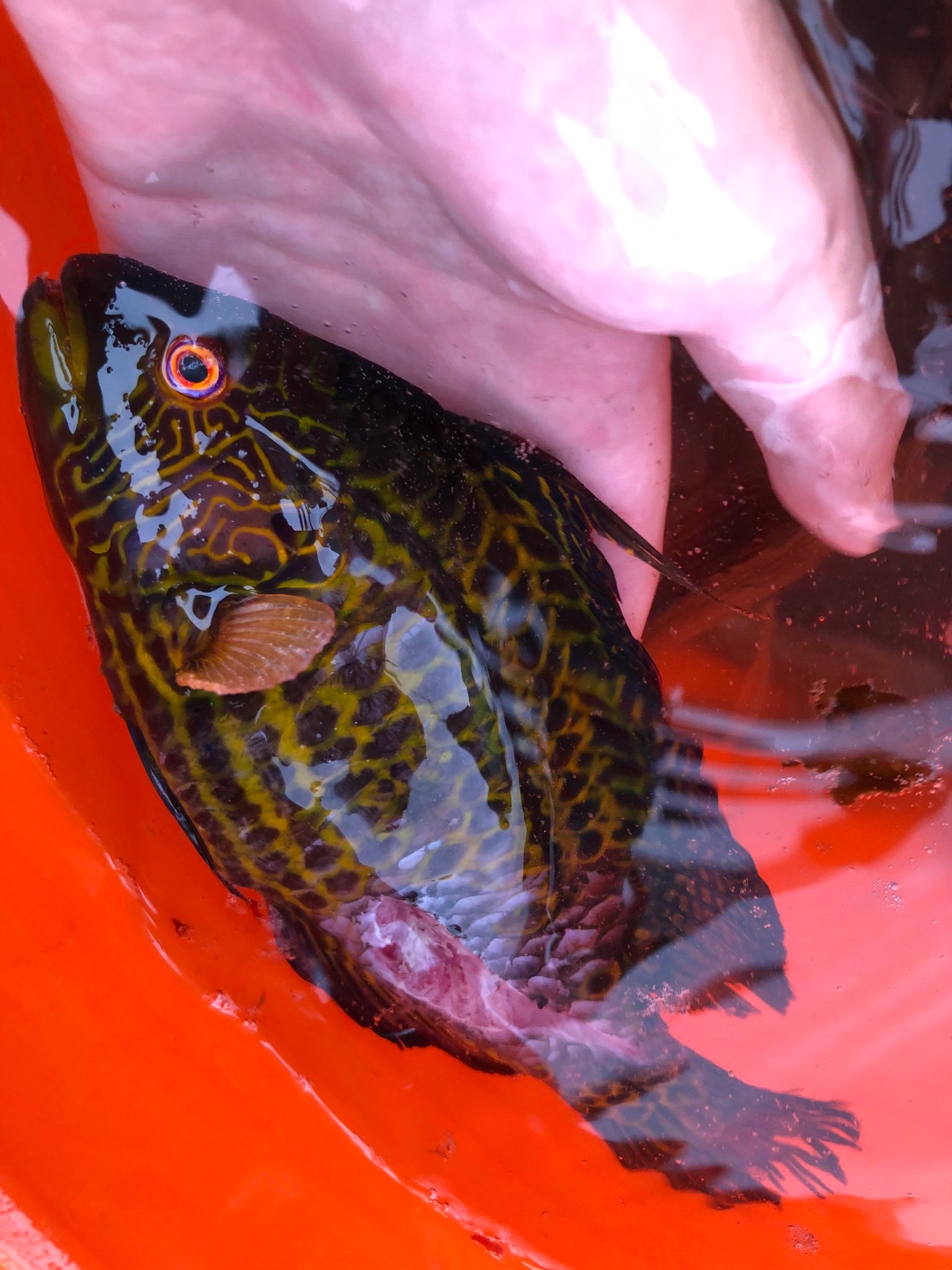 Sorari オハグロベラ オス 泳いでいると海藻に頭突っ込んでいるのをよく見かけます ベラの中では色味が地味ですが 模様がかなり美しい魚です T Co Flrlsos4mq Twitter