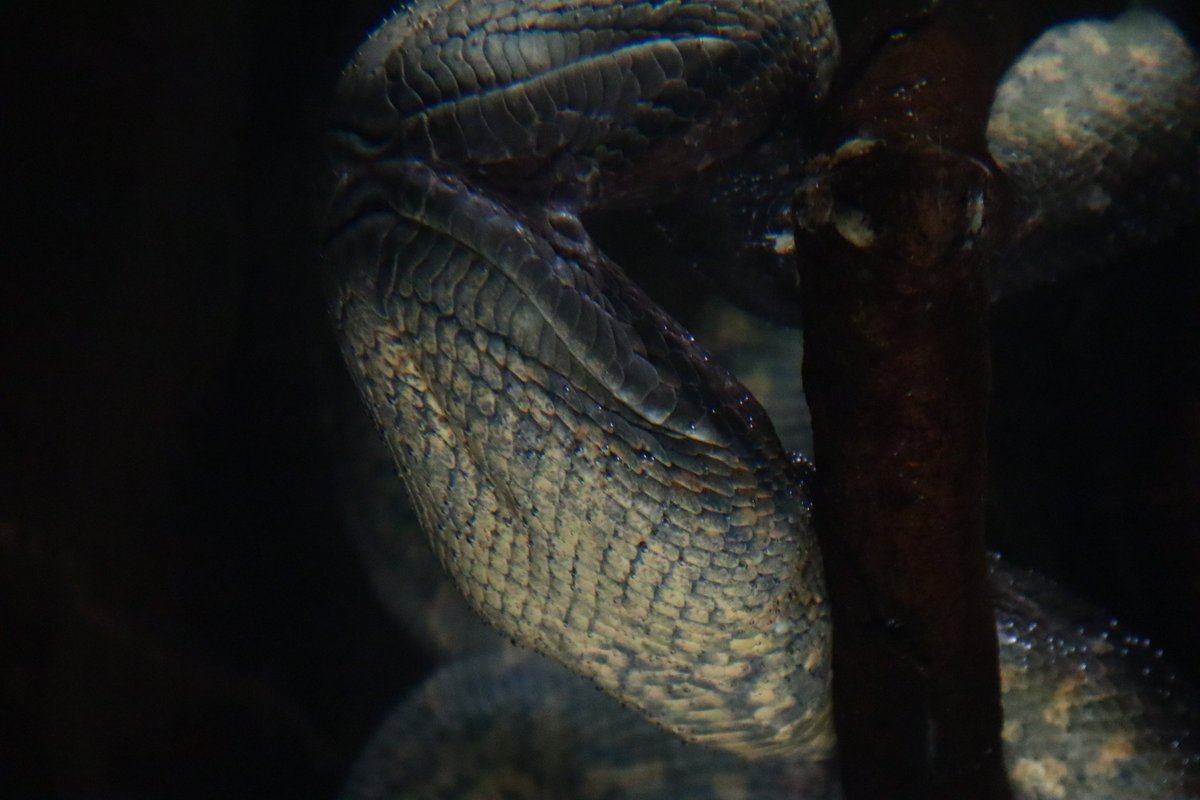 塩ら めん Lineスタンプ発売中 すごく幻想的なアナコンダの写真撮れた 19 08 28 日本平動物園にて撮影 日本平動物園 オオアナコンダ