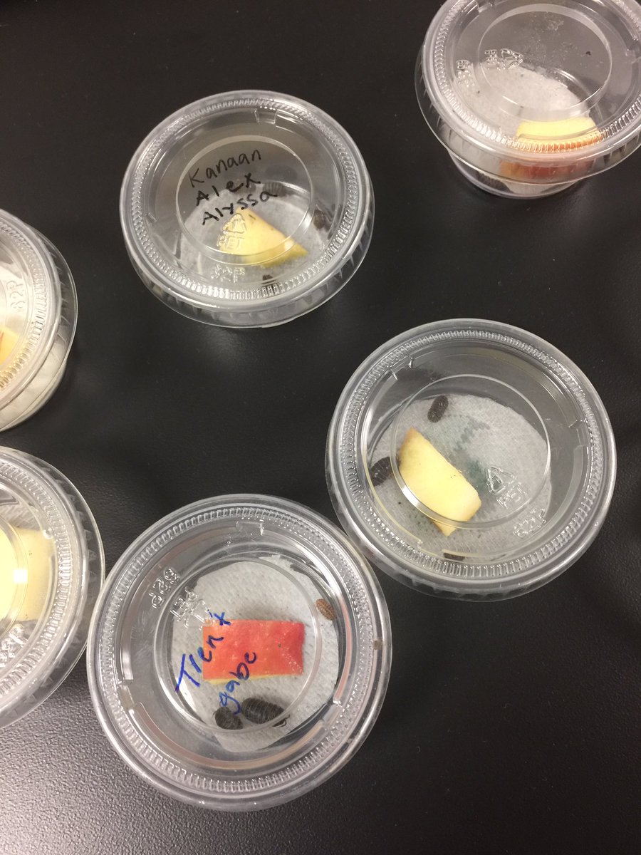 GRHSMsCooper's tweet photo. Biology AP Attack of the mutant roly polies! #WeAreGR https://t.co/o57m5Ehi6m