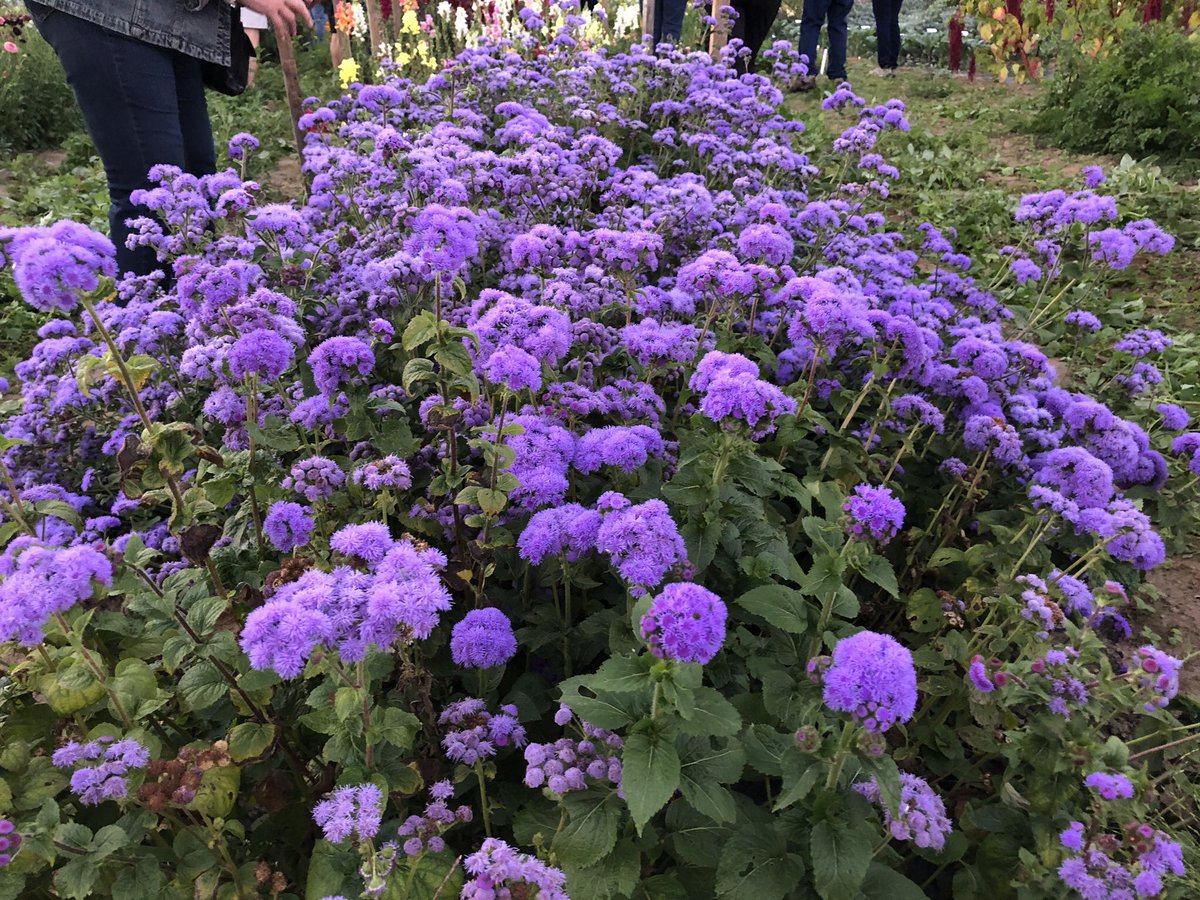 Kirkendall Garden Club tweet media