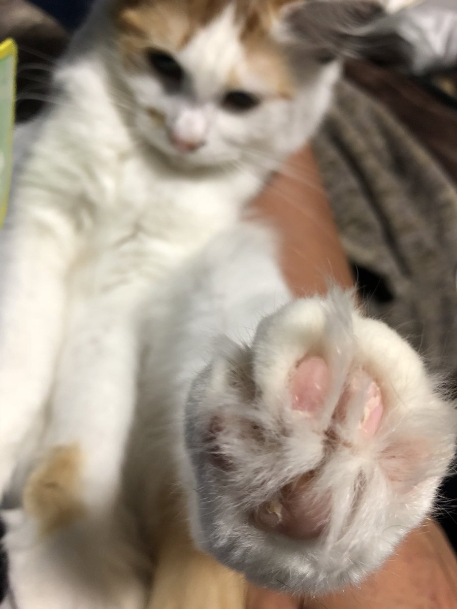 喫猫年数は何年ですか 30年です ベンツは買えなくても猫をやめない愛猫家たち 猫は吸うもの Togetter