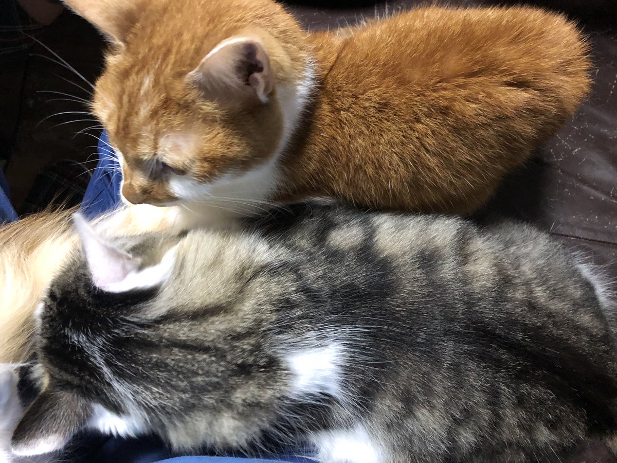 喫猫年数は何年ですか 30年です ベンツは買えなくても猫をやめない愛猫家たち 猫は吸うもの Togetter 喫猫年数は何年ですか 30年です ベンツは買えなくても猫をやめない愛猫家たち 猫は吸うもの Togetter