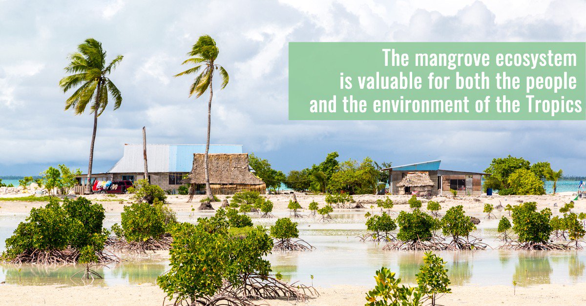 #Mangroves are our first line of defense against hurricanes 🌪️🌊

Their roots give the coastline its shape, holding back tidal water and filtering out nutrient-rich sediments. wrld.bg/Tx0D30ptDM0