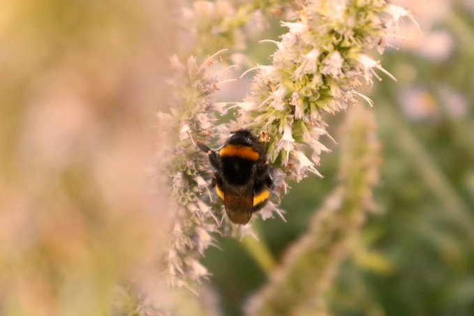 buzzandflutter's tweet photo. Don't ever think something is too common to take a picture of, because with human destruction, you don't know how long it'll be common for! Snap away!
#letscreateabuzz #bumblebess #wildlifephotography https://t.co/iqWi86S0y7