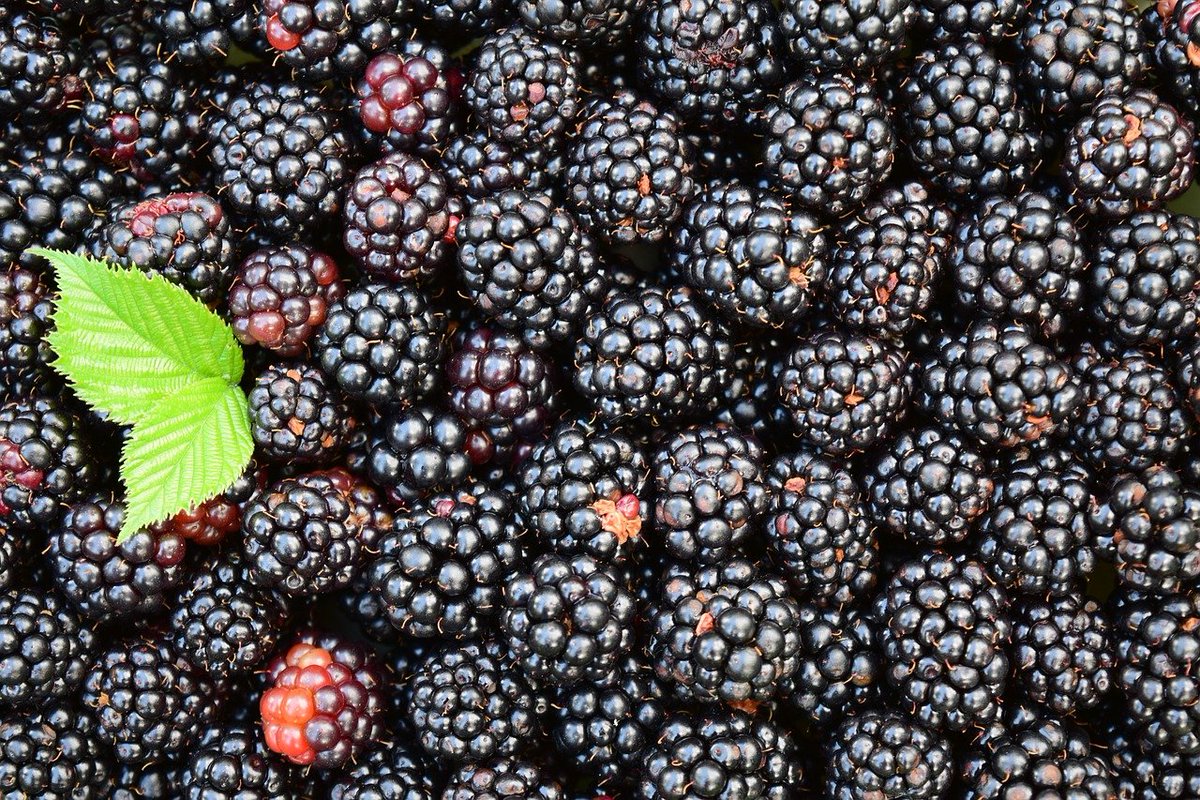 dexterandmason's tweet photo. It’s time to turn our foraged fruit into a delicious blackberry crumble. So now we’re faced with the annual dilemma: custard, cream or ice cream? #itsarealproblem #blackberries #dexterandmasoncandles #natural #northwalestweets #handmadeinnorthwales https://t.co/sibHZQqobr