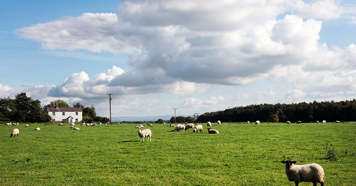 The RPA have confirmed that the Farming Recovery Fund 2019 will open for applications soon. Get in touch with our team for advice and assistance with your application by calling ​01677 425301 #farming #yorkshire #lincolnshire #RPA #farmingrecoveryfund #flooding #agriculture