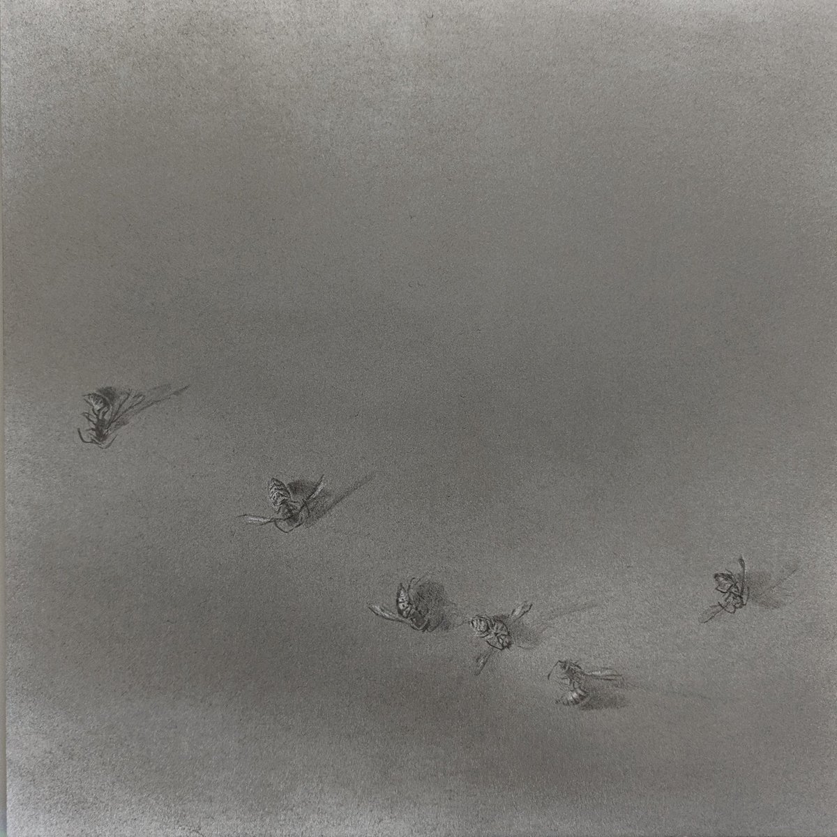 Finally trying out my Nero pencils
.
#flightpath #wasps #drawing #drawingnature #neropencil @cretacoloraustria #graphitepowder