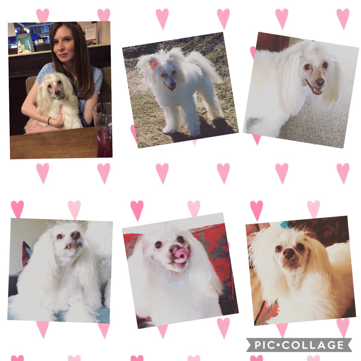 yoshineale's tweet photo. Happy 4th gotcha day sweet Bradley ❤️ We all love you very much sweet special boy 🥰 and you look amazing for a oldie 😜 - loves Yoshi xxxx #gotchaday #RescueDogs https://t.co/5BQyXu2GI3