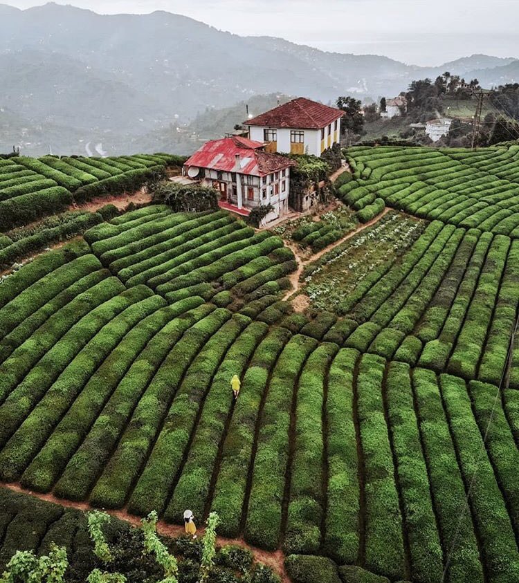 Turkey_Pics's tweet photo. Çayeli, Rize, Turkey 📷 Eren Pamuk https://t.co/ht7j6Uc78e