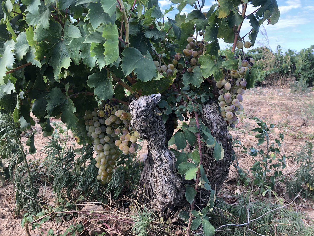 TeiaG2012's tweet photo. #Moscat d’Alexandria #vnya #Empordà https://t.co/ZDKBVD4WVA