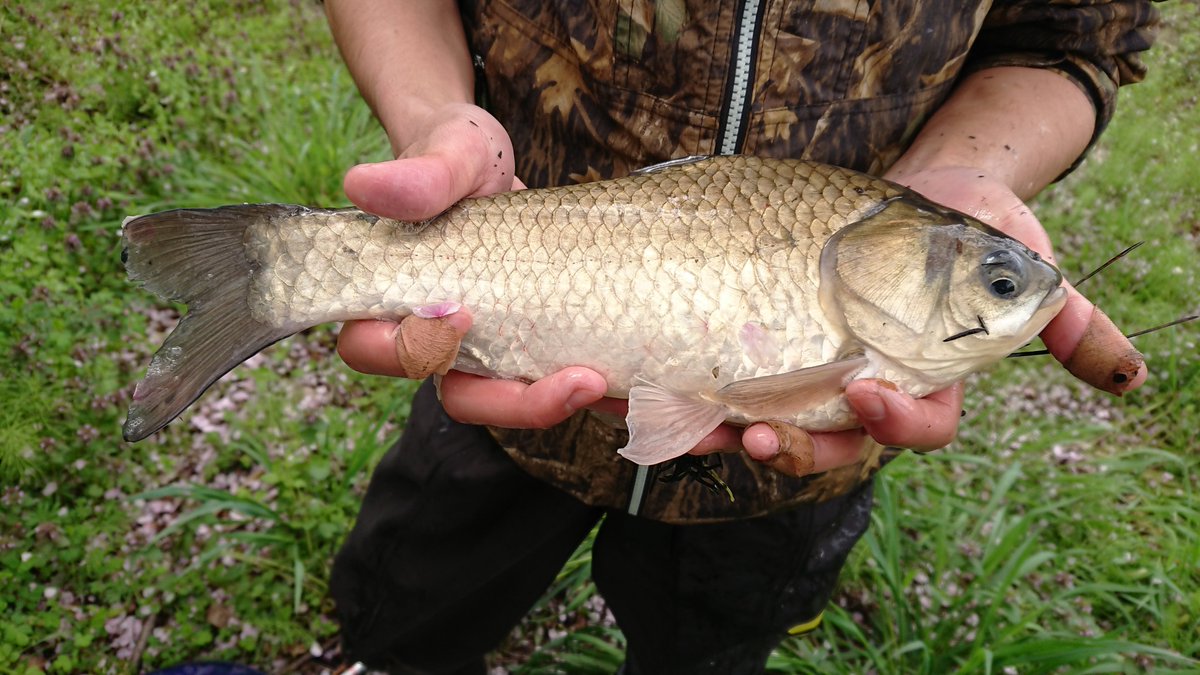 国際ペットワールド専門学校 Wan 公式 On Twitter 最近は天気が不安定で なかなか魚を捕まえに海川へ行けません 涙 ですが 明日は久しぶりの ガサガサ実習授業日和 ガサガサとは生物採集の業界用語です 何が取れるかは行ってからのお楽しみ