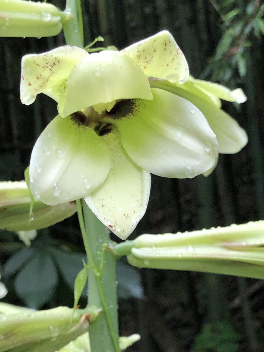 るみるみ 野の花 オオウバユリ ユリ科 ウバユリは高さも低く花の数も少ないもの 私が見たのは花の数も多いのでオオウバユリです 名前のわからなかった花 カラスウリでした 夕方咲き始め夜に咲き朝陽が高くなる頃萎みます 野の花