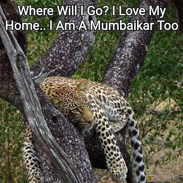 itsenufapp's tweet photo. Speak up stand together. #saveaarey #itsenuf #savethetigers #savewildlife #mumbai #india #saveourforests #aarey #aareyforest #aareycolony #greenindia #ecofriendlyliving #saveourplanet #saveourworld #savetheearth #saveourforest #environmentabuse #encroachment #greenmumbai #gl… https://t.co/QTi3gYKveh