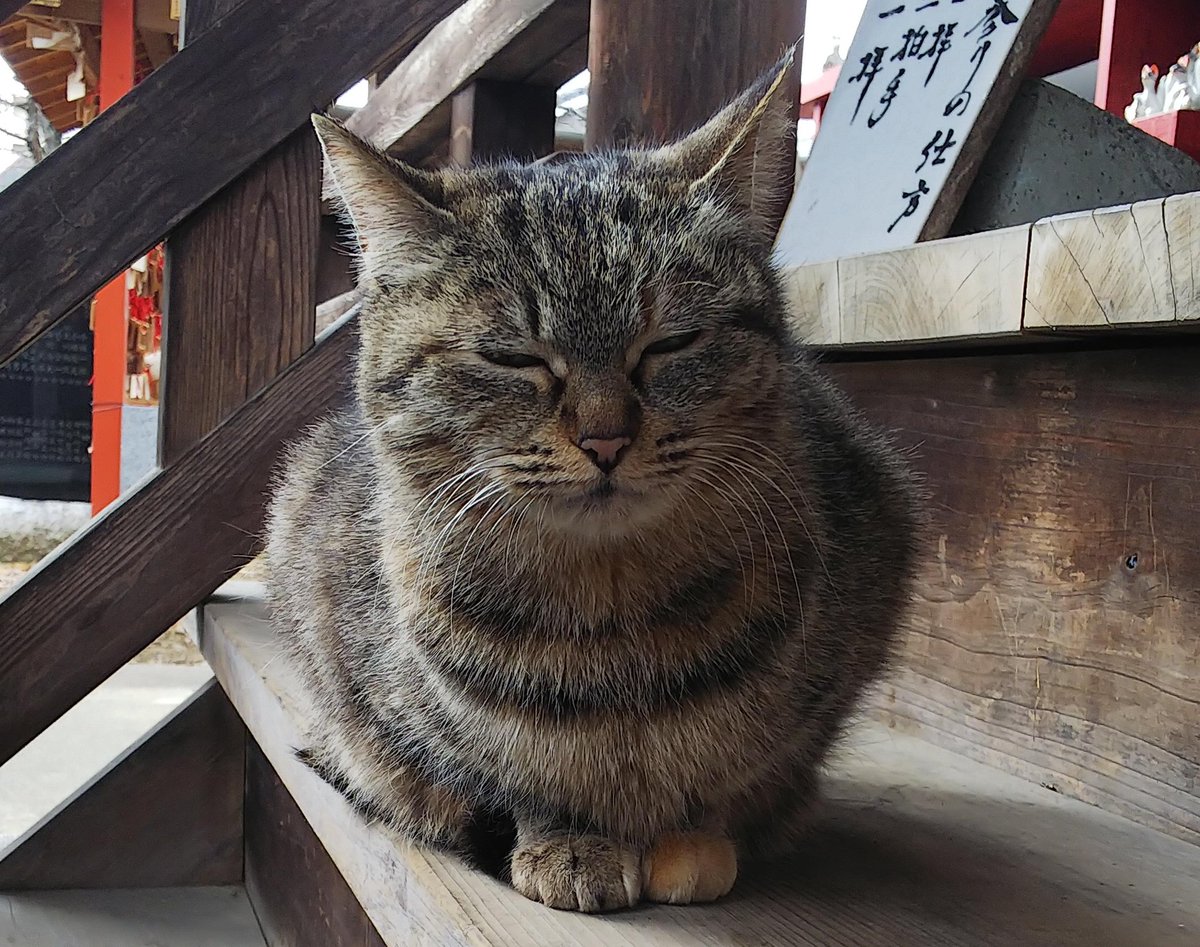ひふみよ On Twitter 最近 神社に行くとぬこ様に会うことが多い Fwf しかもみんな似た模様w 神社猫 神社ねこ 聖神社 門田稲荷神社 王子神社 Https T Co Mu0gscfxhd Twitter