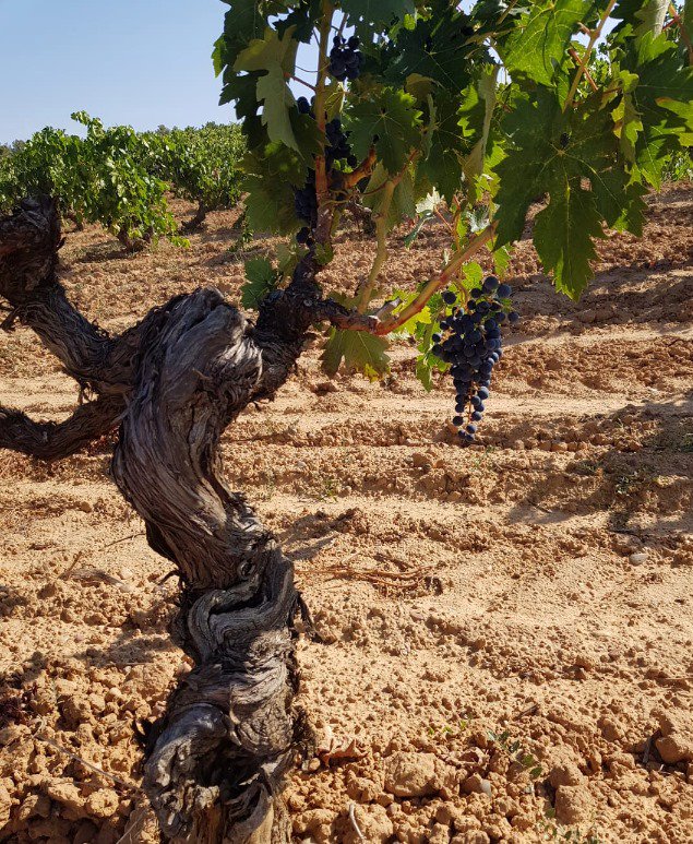 Bodegas Zifar tweet media