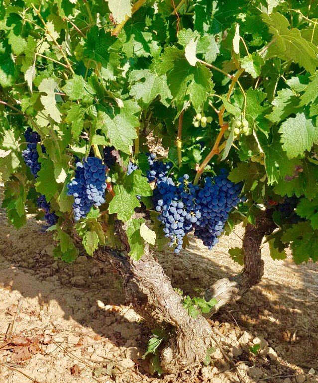 Bodegas Zifar tweet media