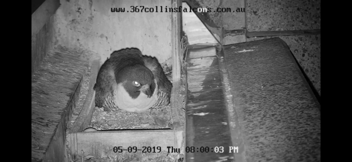 Sharon Anderson On Twitter Every Bird Needs A Home Stem