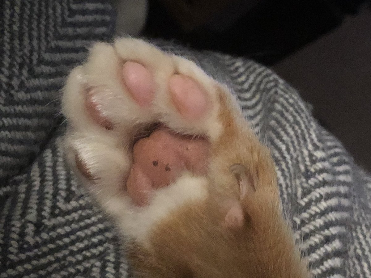 peabird25's tweet photo. Talk to the paw! 🐾 #Davecat #gingercat #CatsOfTwitter https://t.co/cLssQEf39d