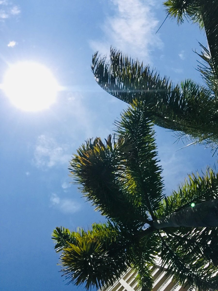BerdidaRafael's tweet photo. This is what gives us a lot of fun when you want to make a good sound 

#Palmtree 🌴
#Sunrise 
#Chillout 
#Relax
#Makeyourownbeat https://t.co/HEi5zaBp5j