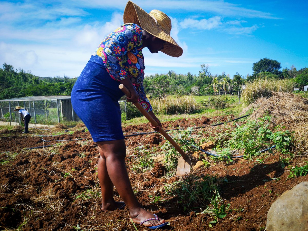 Des fermes-écoles sur l'île de Rodrigues à Maurice 🇲🇺 transforment l' #éducation et développent les compétences des #jeunes tout en préservant la biodiversité et la fertilité des sols. <a href="/UNDPMauritius/">UNDP Mauritius</a> 
<a href="/GEF_SGP/">Small Grants Programme</a> ow.ly/mv3z50vXqyz #ActionClimat