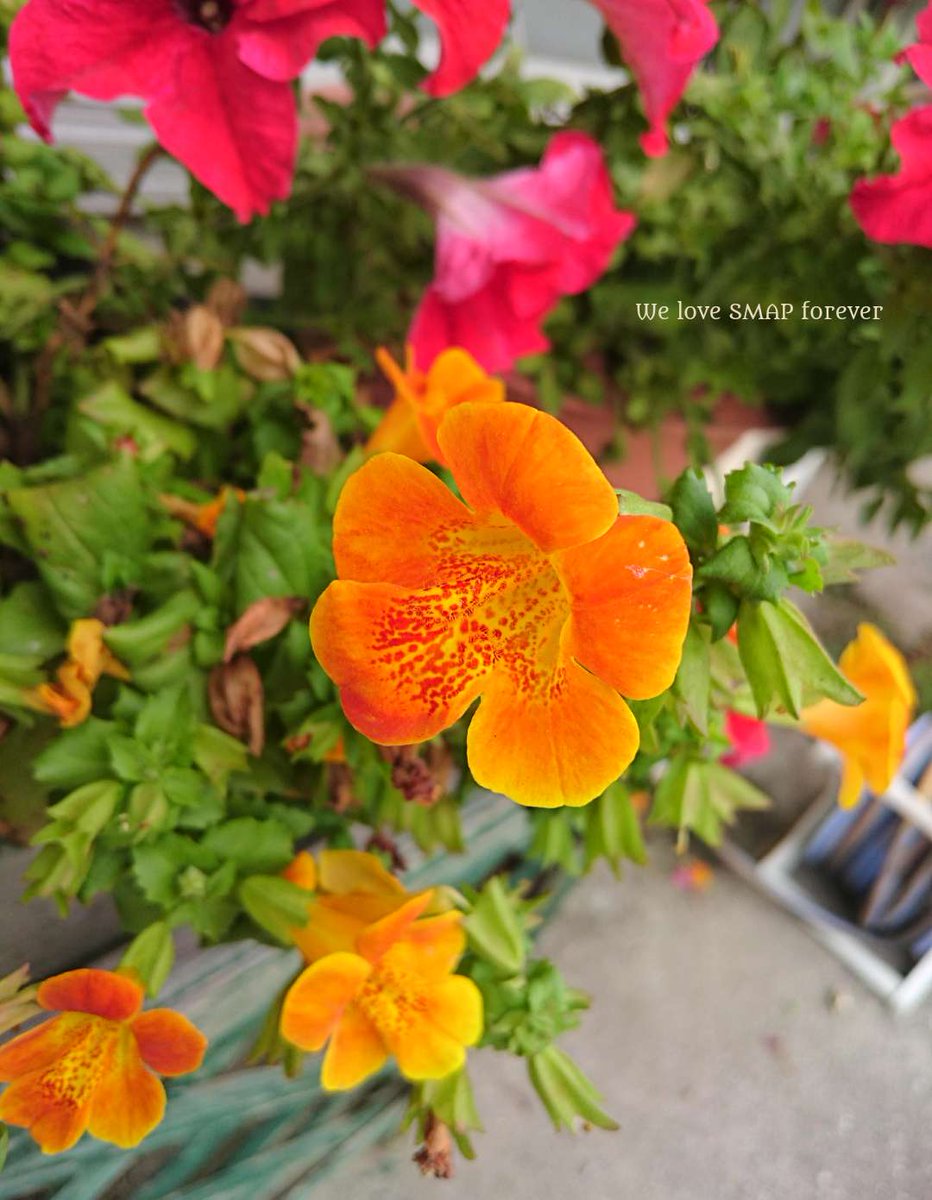 Hashtag ミムラス Auf Twitter