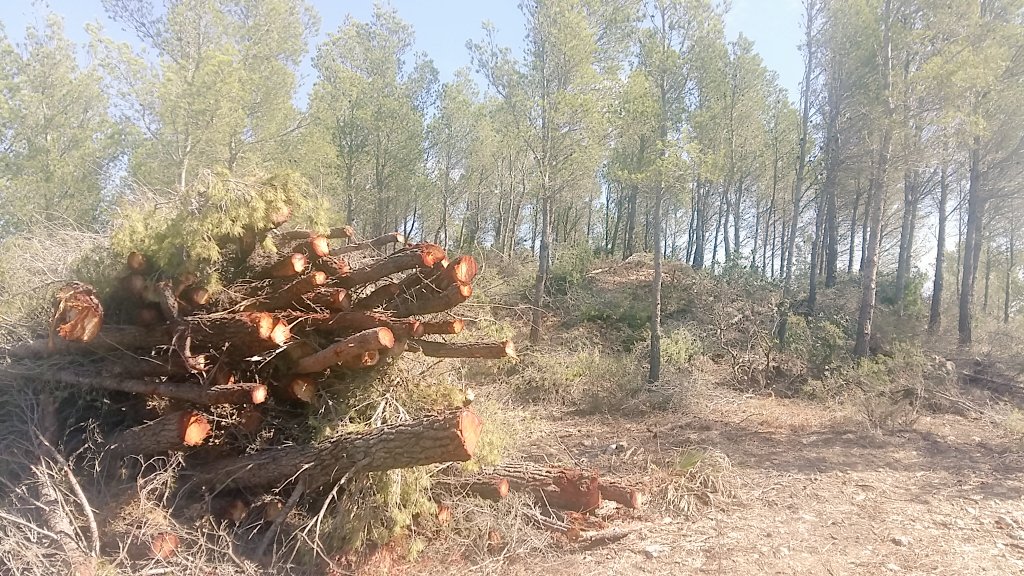 abeurada's tweet photo. Com a enginyers forestals hem de ser capaços de fer entendre a la societat que la imatge de l'esquerra és una tasca de #gestióforestal sostenible i que la de la dreta és una NO gestió forestal i insostenible per a la massa forestal i la biodiversitat agreujat pel #canviclimàtic https://t.co/EQmpqz7wN7