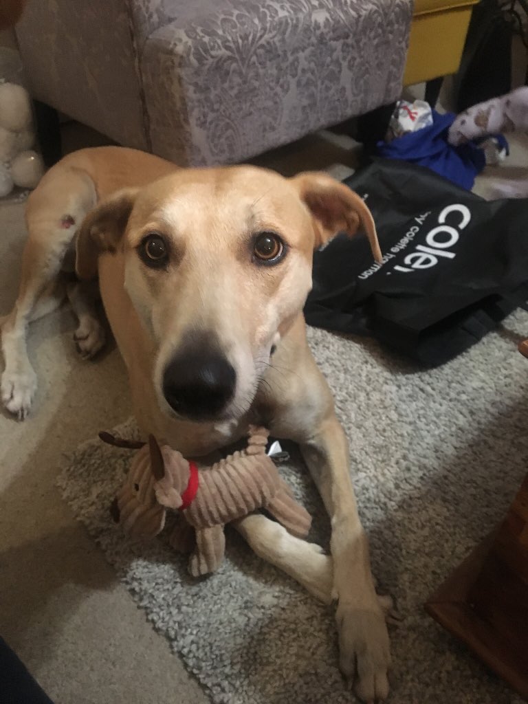 LollyLurcher's tweet photo. @moorlandsrescue Bigger but just as beautiful 🥰 https://t.co/G8pozjO55t