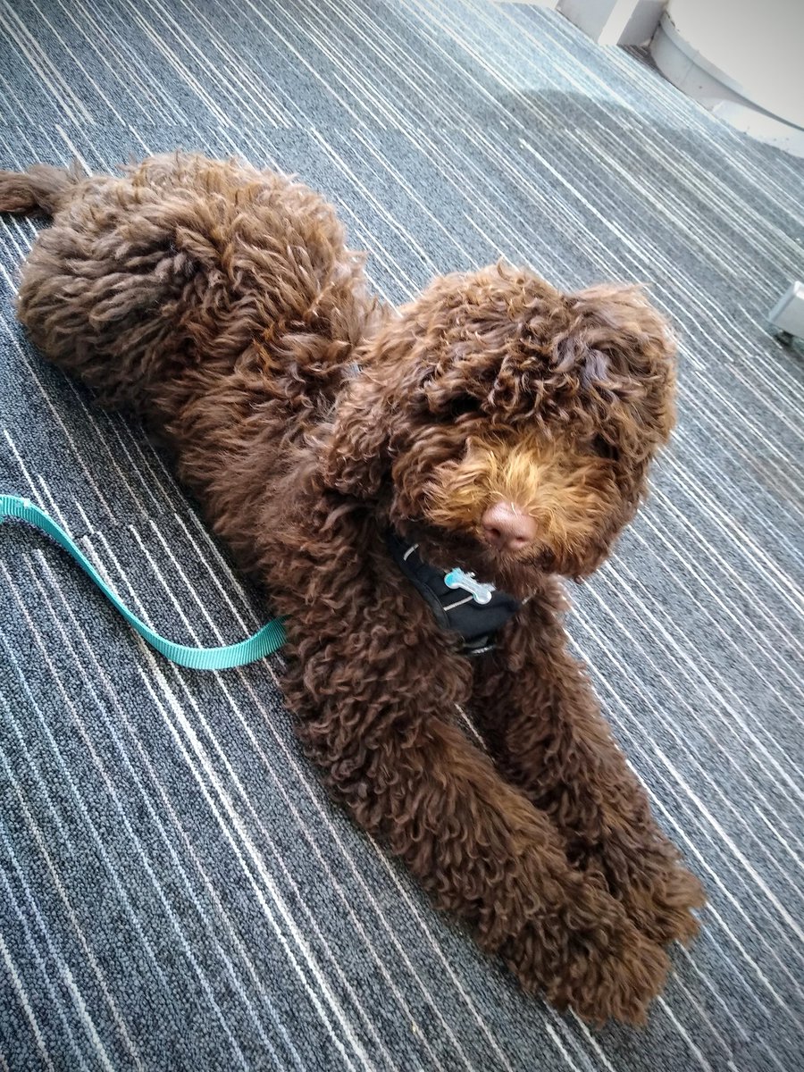 Caroline_Clason's tweet photo. After being good as gold in all the other sessions, for some reason Islay took exception to glacial hydrology (my favourite topic!), so she's been relegated to watching me work on my laptop outside 😂 Mascot duties are clearly tiring! ❄🐕 #IGSBB2019 https://t.co/xvIFgL2gto