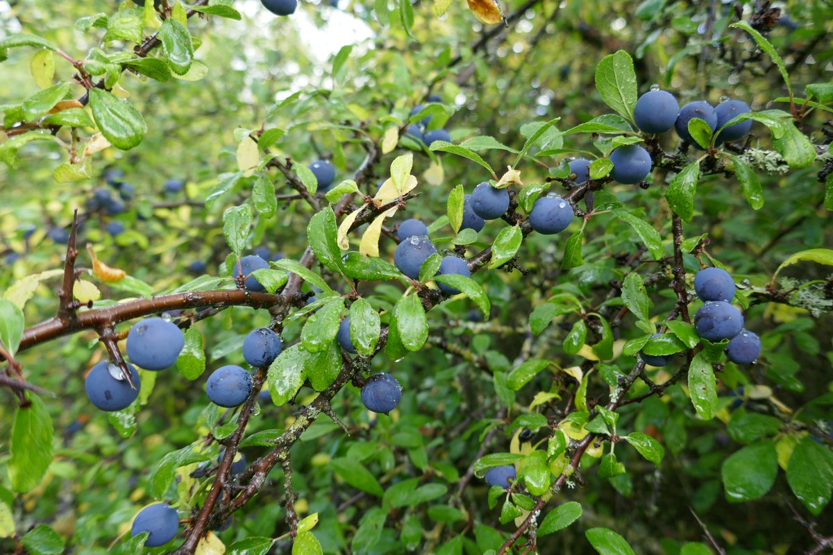 ScotsNatLarder's tweet photo. In Lanarkshire, on Saturday 7th, there's a Wild Food Walk with @hipstersNhobos as part of @ForagingF.
https://t.co/4hRVCsON5B
#foodfromnature #responsibleforaging https://t.co/FJnlFIW9iR