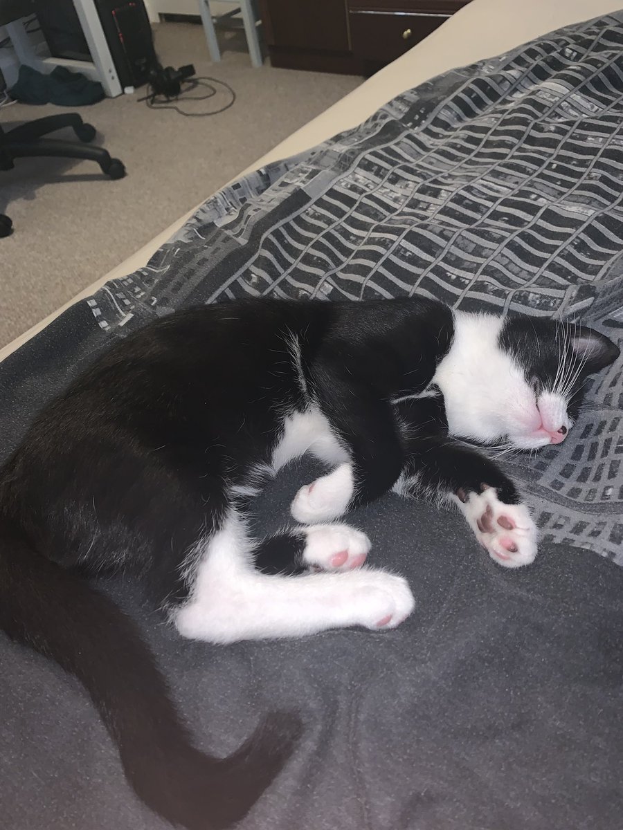 YungTom10's tweet photo. @KyleeCarterrr  this dexter, you woke him up from his nap. If you don’t retweet I’m suing. 🤪 https://t.co/YWlqU2y7yi