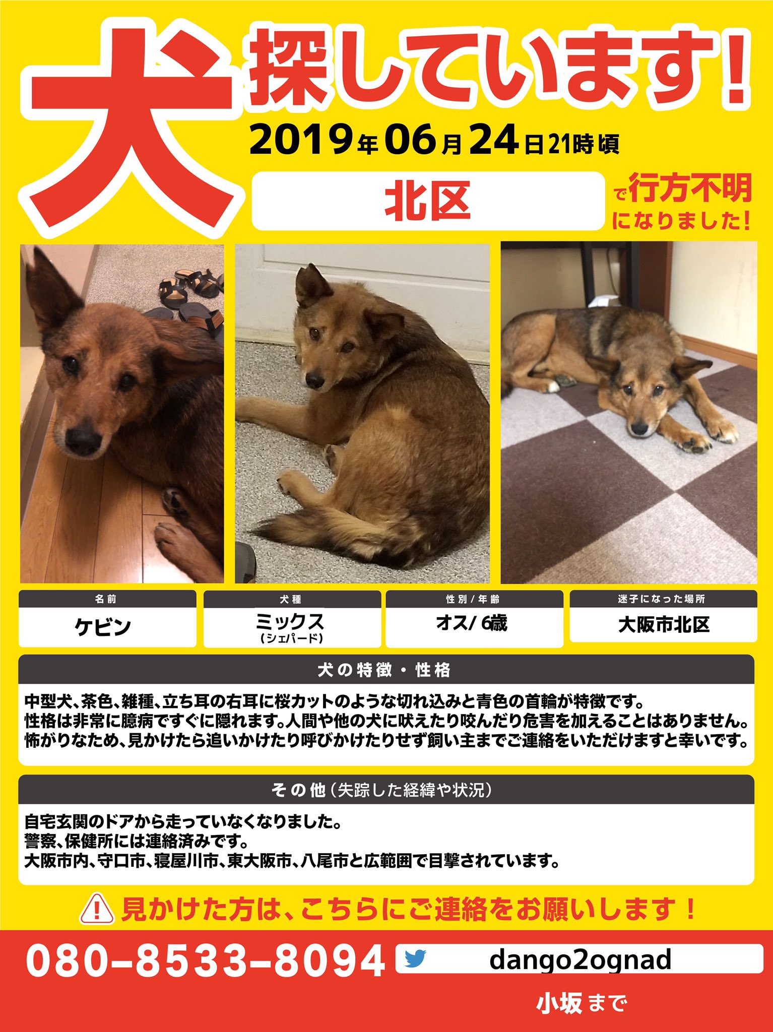 だんご 迷子犬ケビン捜索中 ケビンの目撃情報がなく １週間以上が過ぎました 家族一同捜索を続けています 見たことのない 犬がうろついている 似ている犬を見た等 どんな情報でも本当にありがたいです ご連絡ください お力を貸していただけます