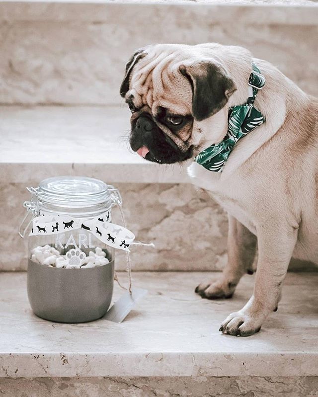 JoinThePugs's tweet photo. @itskarlthevip_pug says that the #bowtie makes the #pug. ⠀
.⠀
.⠀
. ⠀
_______________________⠀
#thegreatoutdogs #dogphotographer #outdoorswithdogs #canonitalia #petsagramworld #pugsdoingthings #dogsonadventure #photodog #photography📷 #puglove #do… https://t.co/aJkzZ5sJ8N https://t.co/GvwY9Z87fU