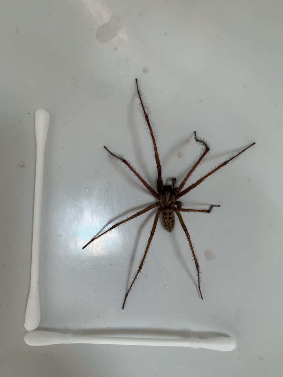 Daniel Gruchy (@danielgruchy) on Twitter photo Thought we weren’t supposed to get big spiders in the uk?! What a beauty Thought we weren’t supposed to get big spiders in the uk?! What a beauty