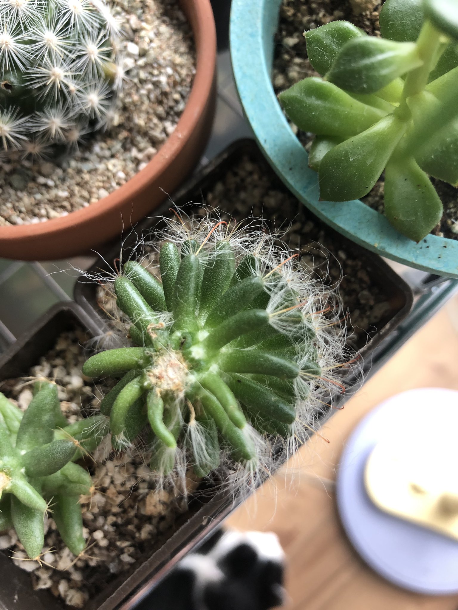 東 穹明 サボテンで干からびて徒長もしちゃってた子達を復活させたけど 3 4枚目の写真みたいにいびつになっちゃってこれから心配だから ぶった切って発根促進剤を付け別に植え残りはそのままにしてみた あれから一月近くで切り口辺りの小さな成長点が