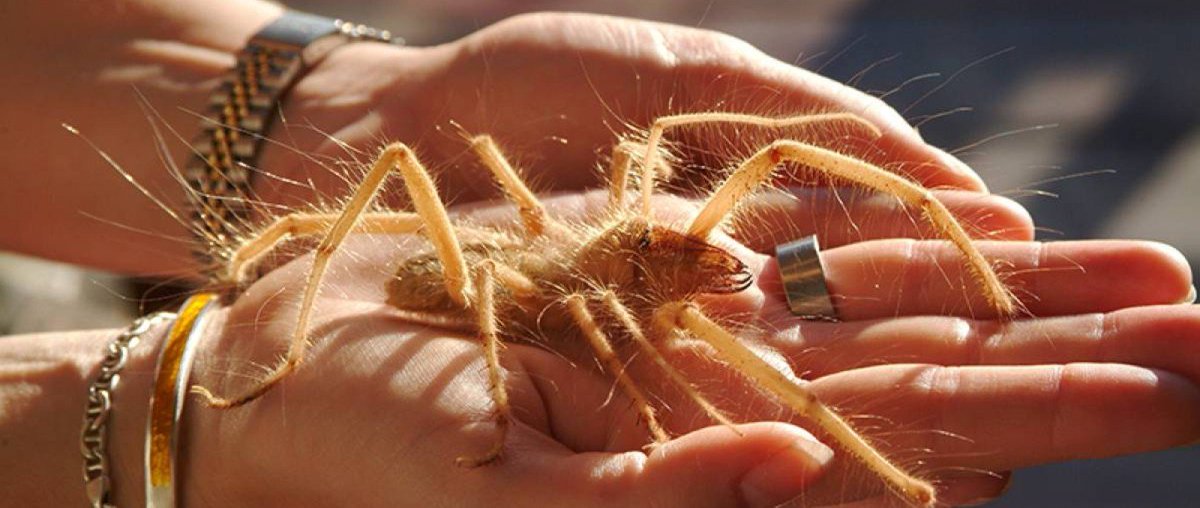 Фаланга паук черный. Фаланга паук. Сольпуга фаланга. Сольпуга фаланга паук. Пустынный паук фаланга.