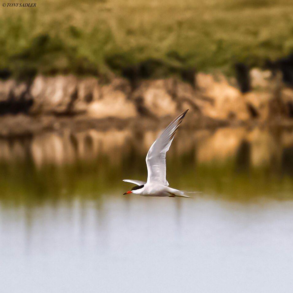 #Repost @to.ny9698 #animals #bird #weloveengland #coloursofbritain #lenspimp #lenshire #camerahire #canonuk #canon80D #wildlife #birds #flight #sharp