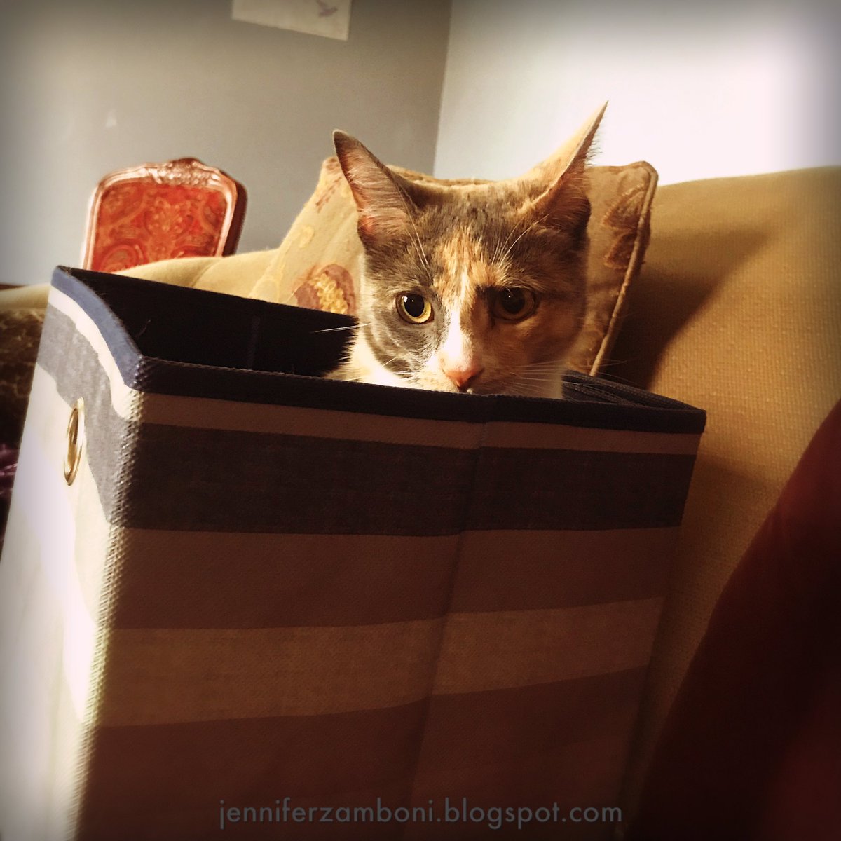 write_read_tea's tweet image. Happy #Thorsday! #ExploringWhatIf #AdoptDontShop #catara