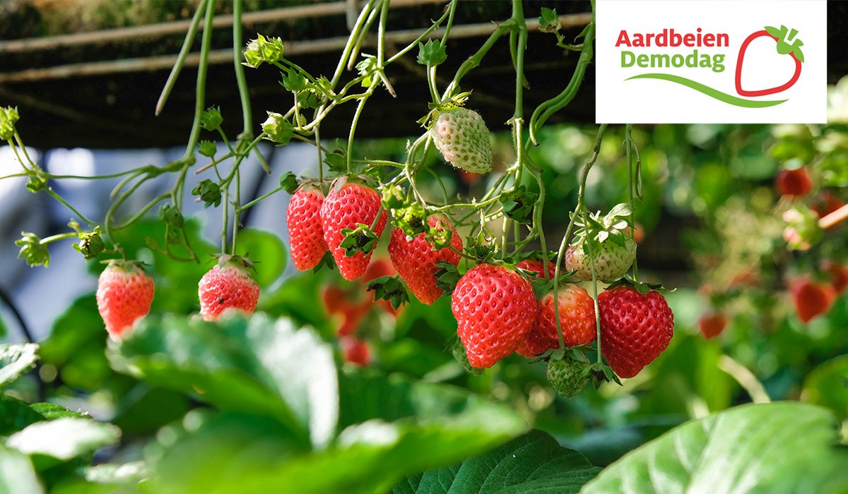 Morgen is het weer zover! In het Limburgse Egchel stelt de familie Lemmen hun deuren openen voor alle aardbeitelers. 🍓 Breng zeker een bezoekje aan deze leerrijke dag met veel proeven, demo's, innovaties en onze Biobest stand. 

#aardbeidemodag #aardbei #biobest #biobestgroup