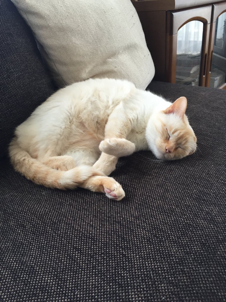 愛猫の死 愛猫の死