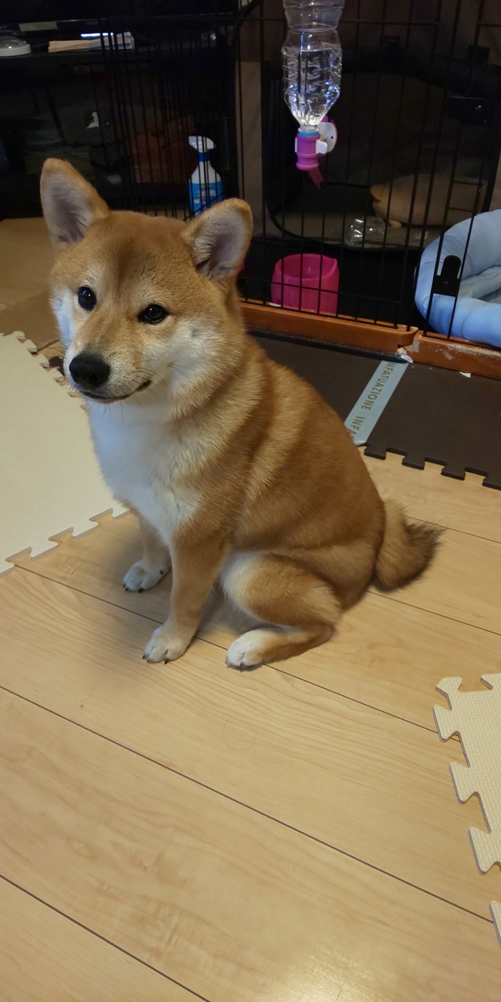 犬の躾 Twitter Search Twitter